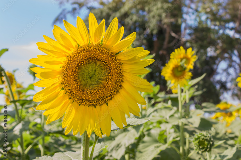 Obraz premium Beautiful big sunflower in the field