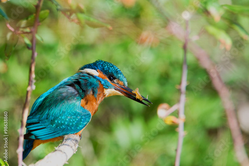 European kingfisher (Alcedo atthis) with prey