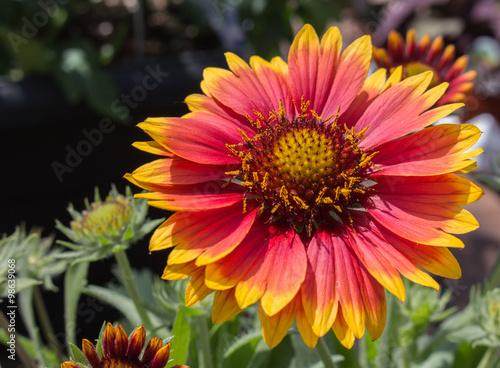 Perennial blanket flower red and yellow