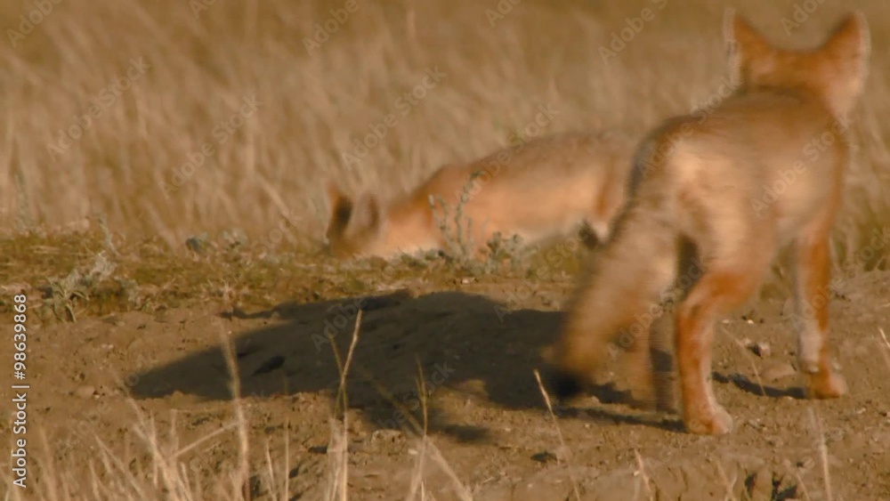 Pair of Swift Fox cubs in an Alberta field. Pair of Swift Fox cubs in an Alberta field.