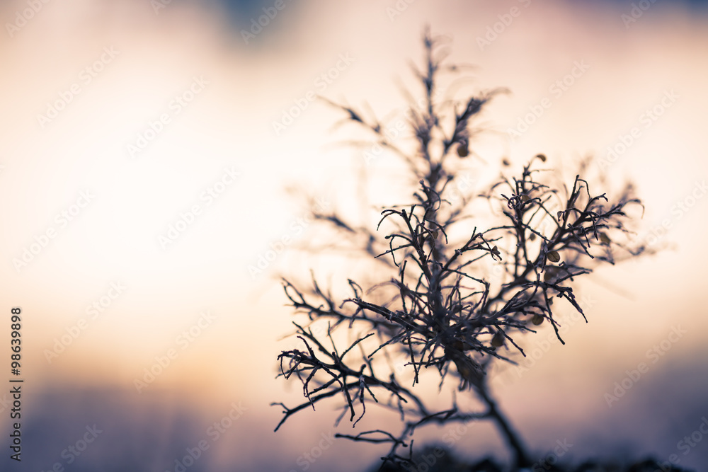 Obraz premium Died tree