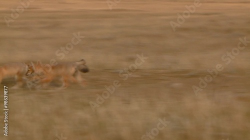 Group of Swift Fox cubs playing in a field. photo