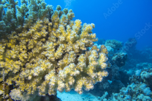coral reef with great soft coral in tropical sea, underwater