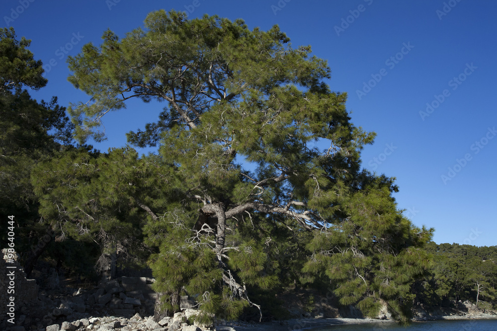 Old Pines near the ancient city of Phaselis. Turkey. Old Pines near the ancient city of Phaselis. Turkey.