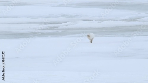Arctic fox runs across frozen tundra. Pan