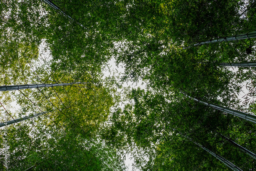 Fototapeta premium Lot of bamboo in forest