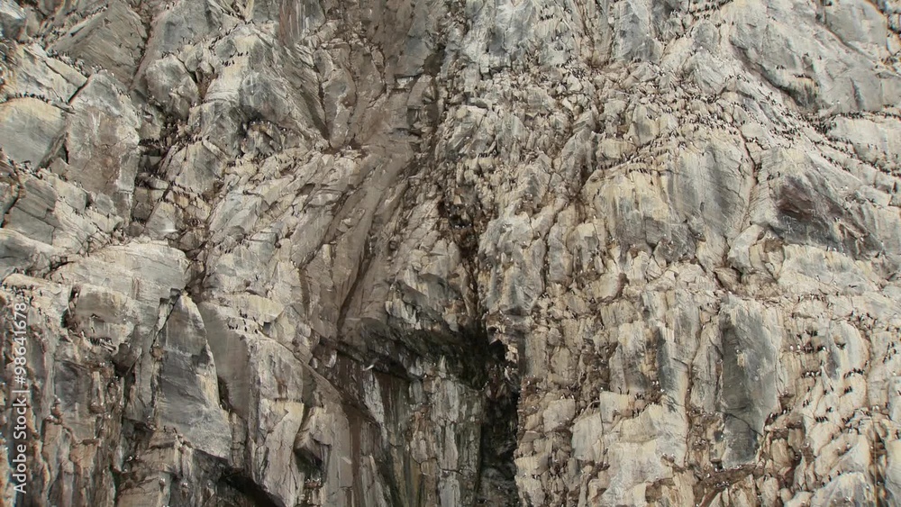 Murre birds and seagulls flying around an Arctic cliffside. Murre birds and seagulls flying around an Arctic cliffside.
