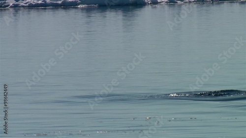Narwhal swimming through the Arctic ocean. photo