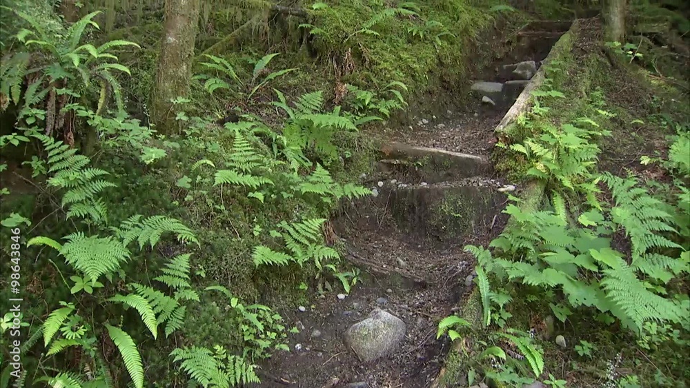 A British Columbian forest and hiking path. Tilt A British Columbian forest and hiking path. Tilt