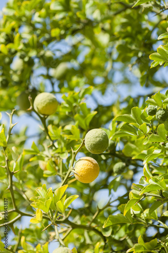 Yellow and green Fruits of Bergamot orange photo