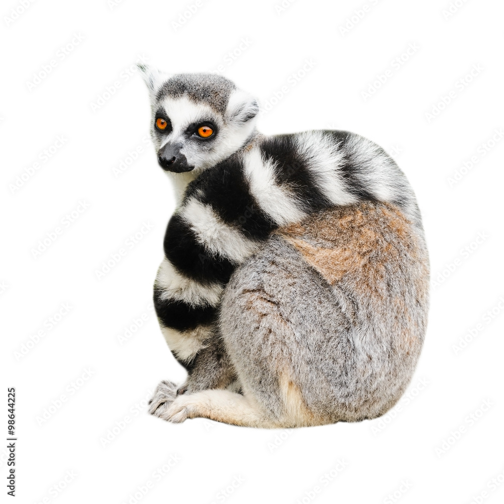 Portrait of adult lemur katta (Lemur catta) on white background - obrazy, fototapety, plakaty 