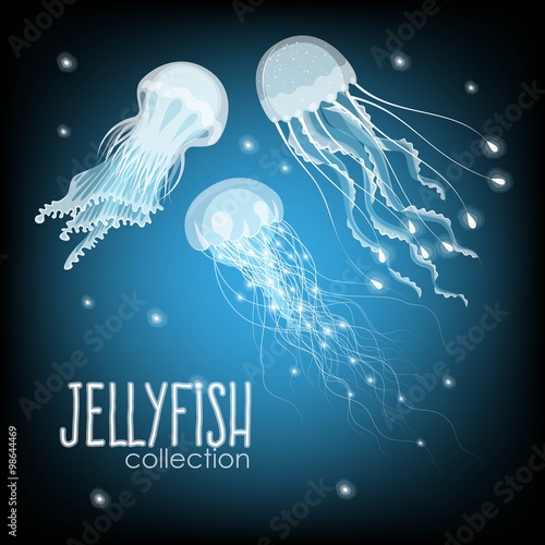 Collection of jellyfish
