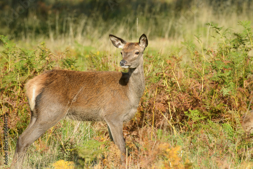 Red Deer - Rut Time.