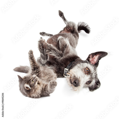 Playful Cat and Dog Rolling Around Together
