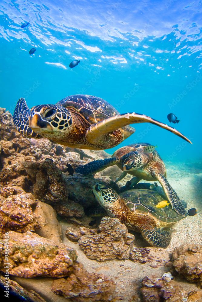 Fototapeta premium Hawaiian Green Sea Turtle cruising in the warm waters of the Pacific Ocean of Hawaii