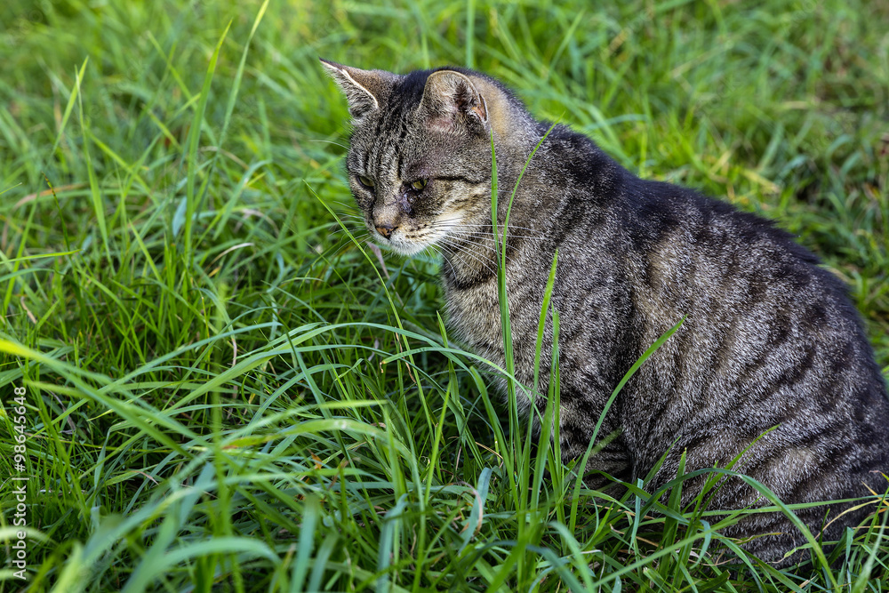 Katze Katze