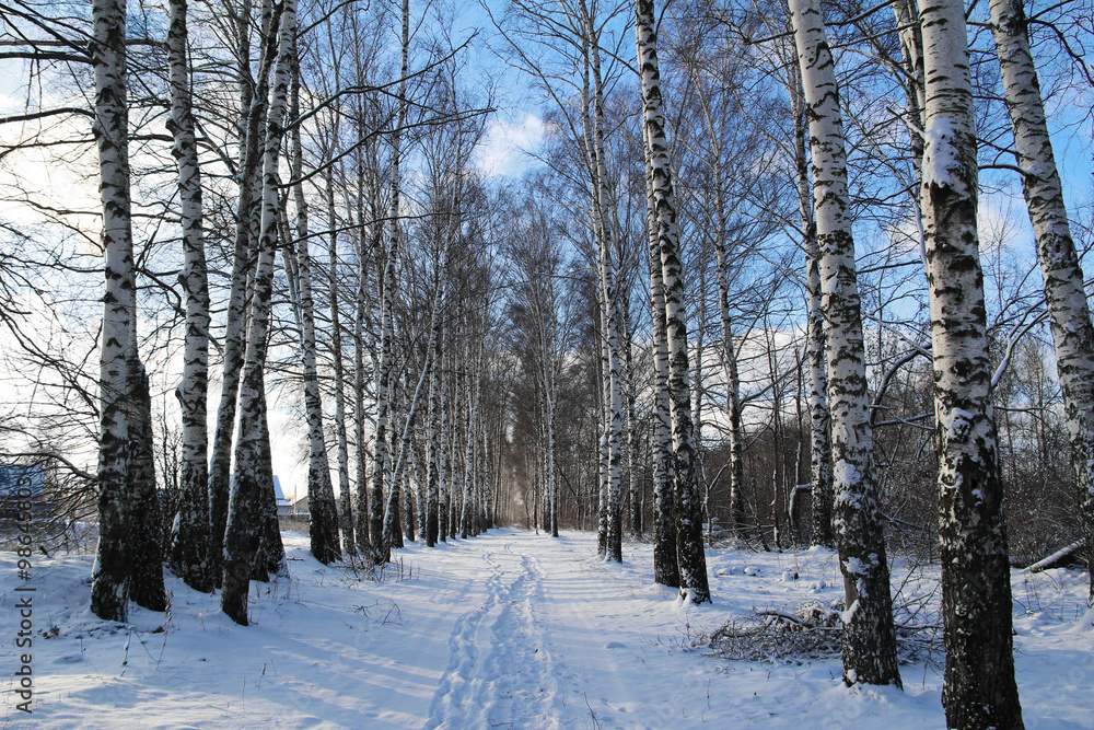 Birchwood in the winter. Russia
