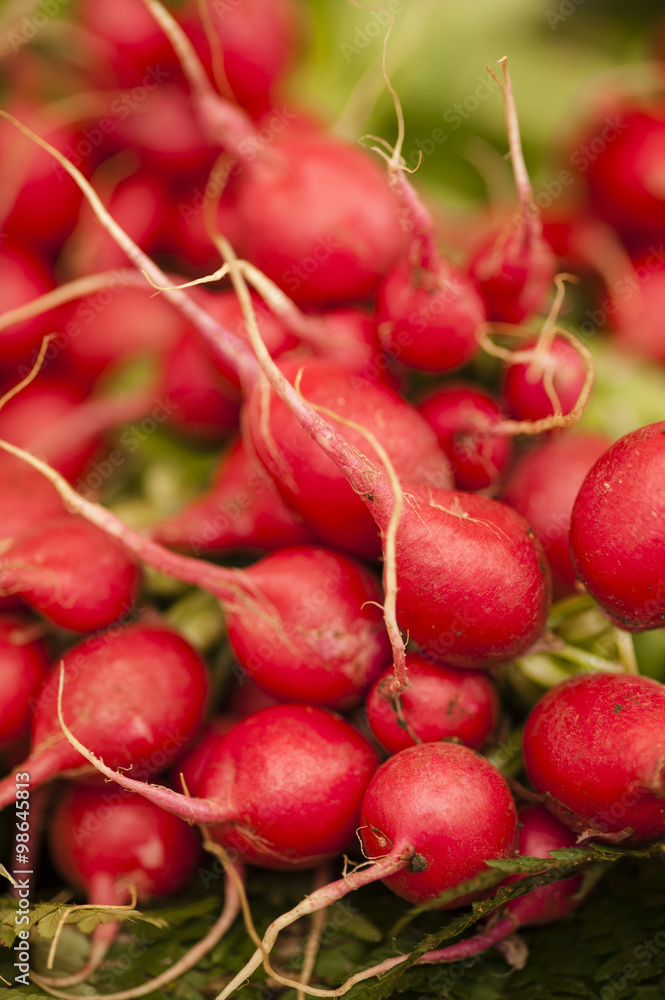 radish, Raphanus sativus, edible root vegetable radish, Raphanus sativus, edible root vegetable