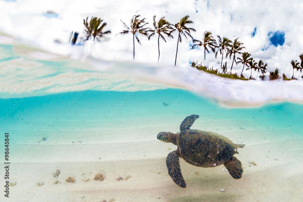 Obraz premium Hawaiian Green Sea Turtle cruising in the warm waters of the Pacific Ocean in Hawaii