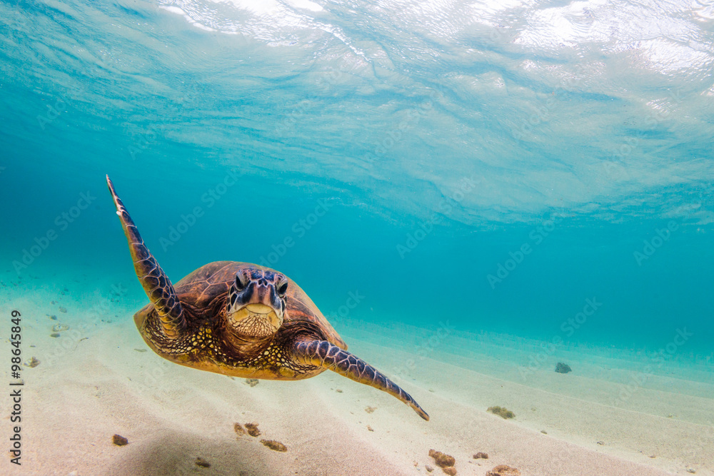 Fototapeta premium Hawaiian Green Sea Turtle cruising in the warm waters of the Pacific Ocean in Hawaii