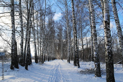 Birchwood in the winter. Russia © marimarkina