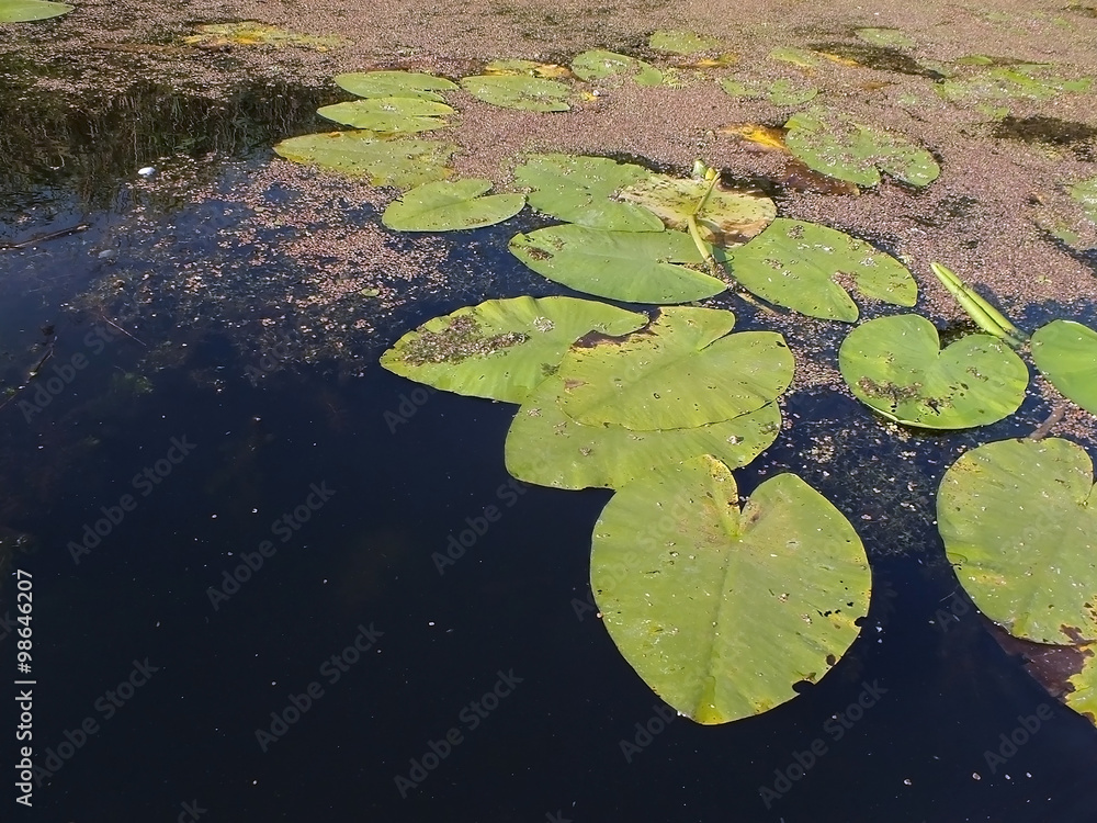 Leaves of water lily on the river Leaves of water lily on the river