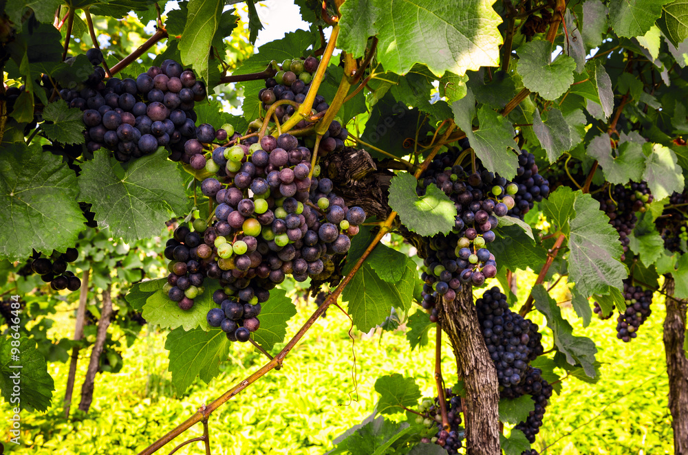 Rotwein-Trauben vor der Ernte im Weinberg