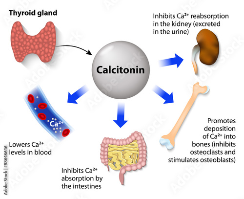 Calcitonin or thyrocalcitonin photo