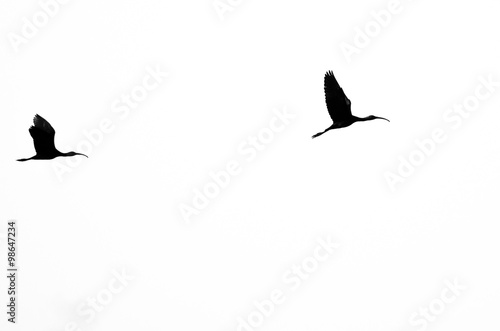 Pair of Silhouetted White-Faced Ibis Flying on a White Background © rck