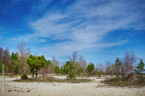 Pine on a beach