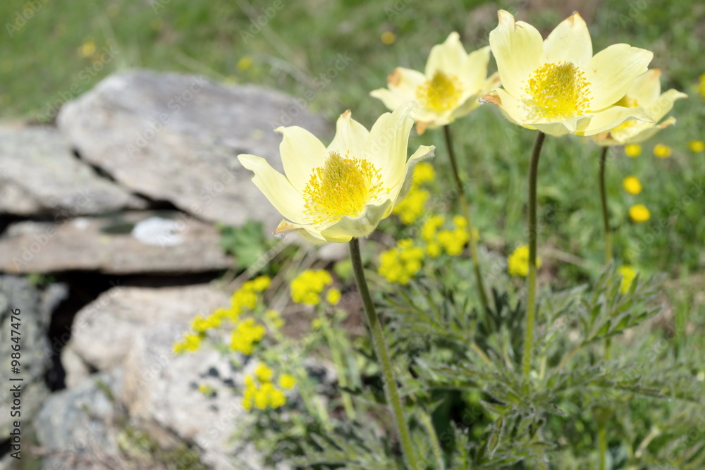 Mountain flowers on slopes of the Swiss Alps, the Canton of Ticino, Switzerland Mountain flowers on slopes of the Swiss Alps, the Canton of Ticino, Switzerland