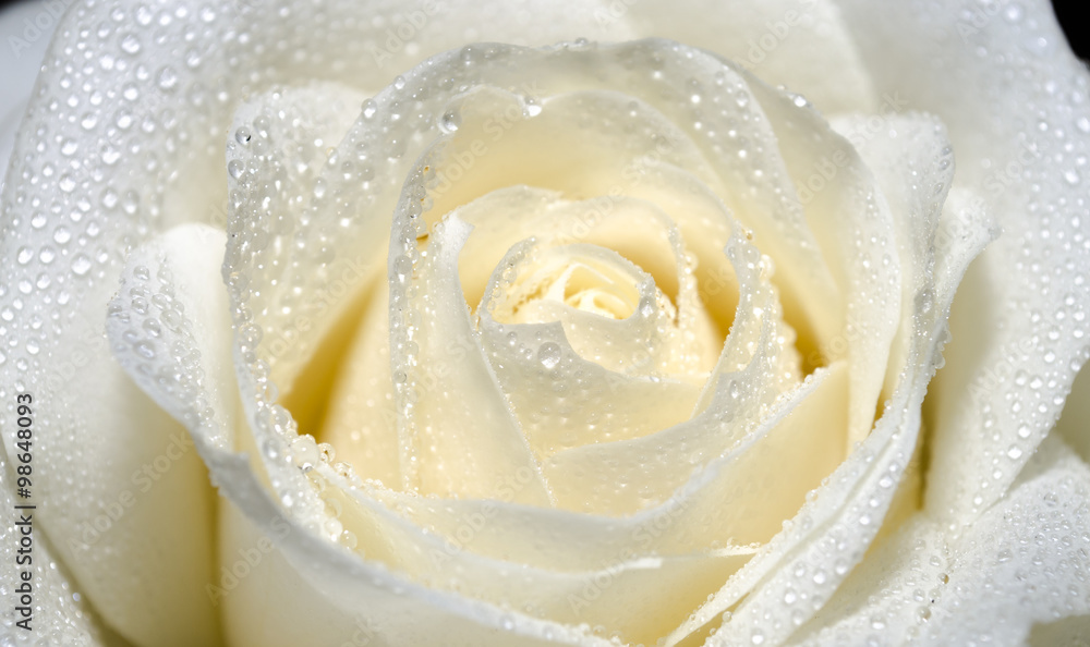 Fototapeta premium Piękna biała róża z kroplami wody