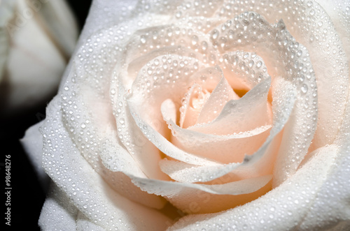 Beautiful white rose with water drops