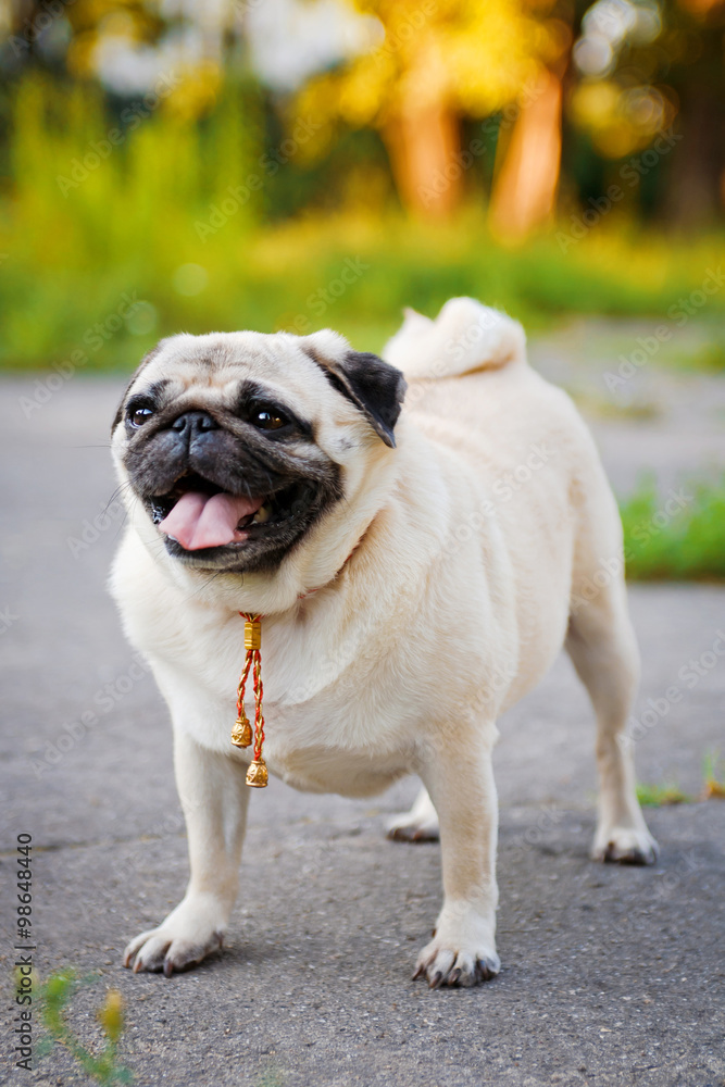 Obraz premium Funny Pug