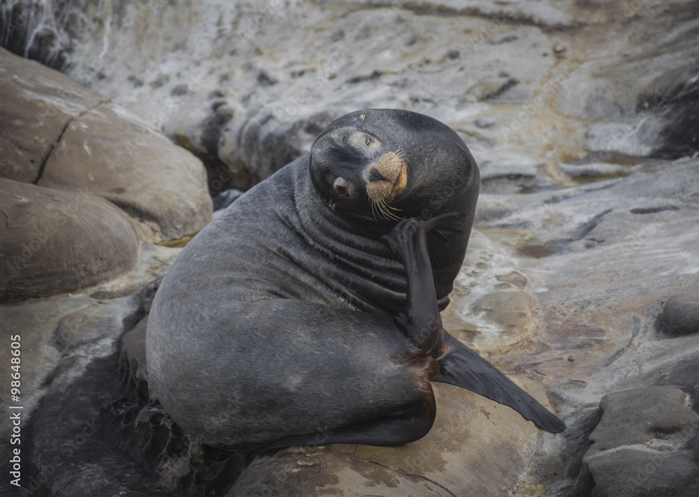 Fototapeta premium La Jolla Seals on the coast of San Diego.