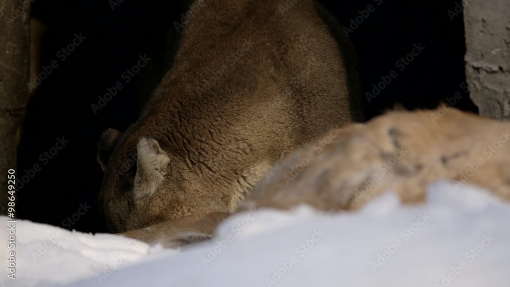 Mountain lion Cougar feeds on deer carcass in it woodland habitat. Mountain lion Cougar feeds on deer carcass in it woodland habitat.