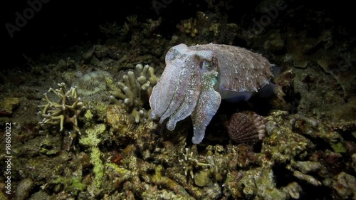 Cuttlefish on ocean floor during underwater night dive off Negros Island, Philippines  photo