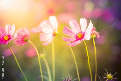 Cosmos flowers with Blur background © U2M Brand
