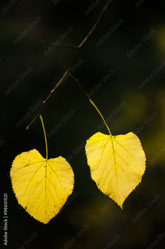 autumnal leaves of lime tree, autumnal leaves of lime tree,