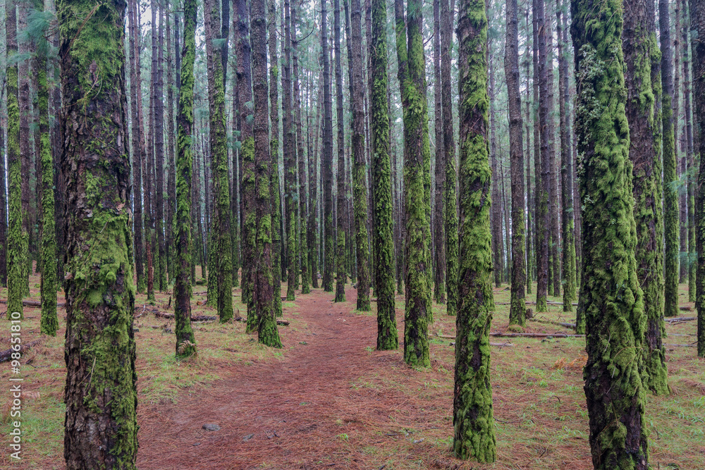 hiking path in coniferous forest hiking path in coniferous forest