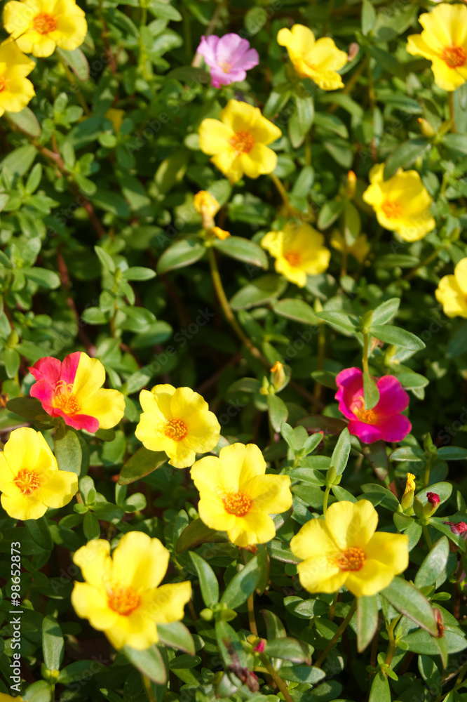 黄と赤色のポーチュラカの花