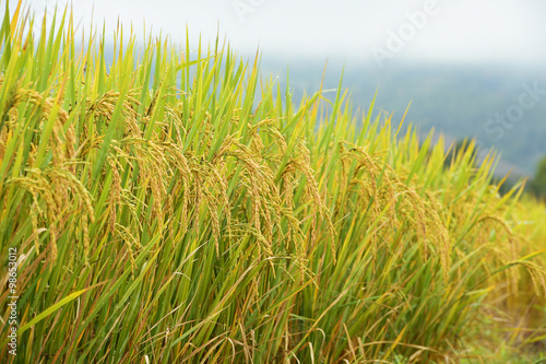 close up of ripening rice in a paddy field