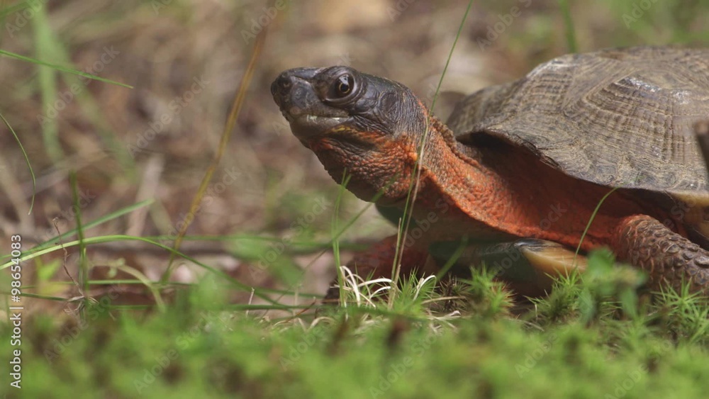 Wood turtle standing in a forest looking around. Wood turtle standing in a forest looking around.