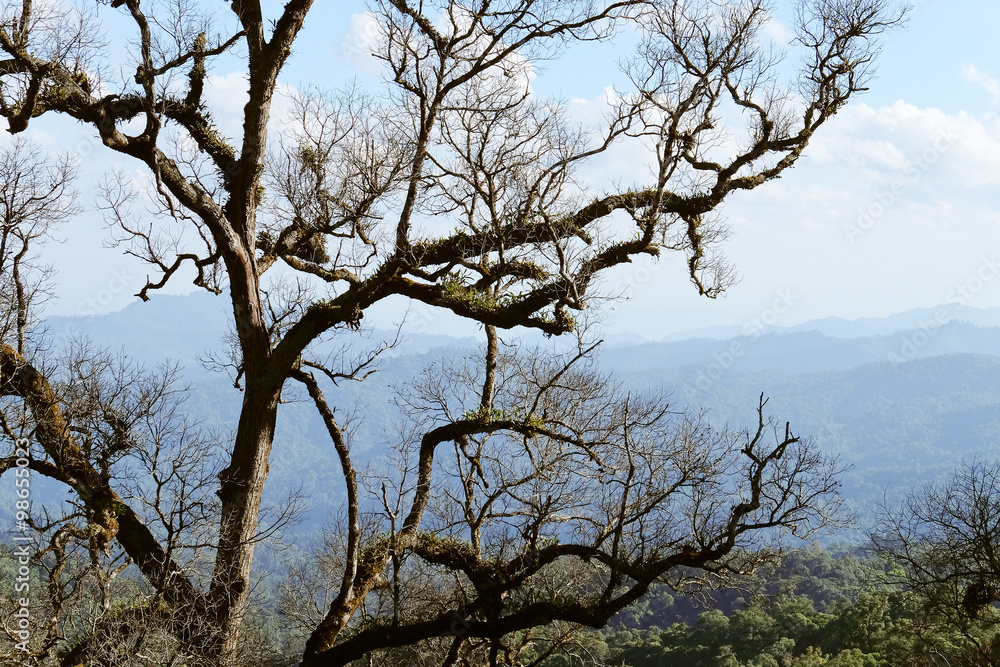 tree on the mountain, in the North of Thailand,Chiang Mai Province tree on the mountain, in the North of Thailand,Chiang Mai Province