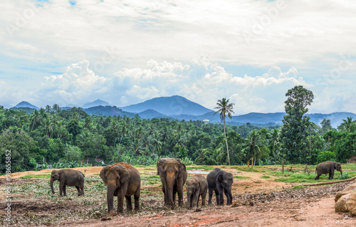 Sri Lanka  Pinnawela  a a family of elephants in the Elephant Nursery