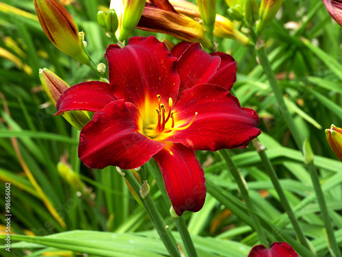 Red Lily with Pollen-Annapolis Royal