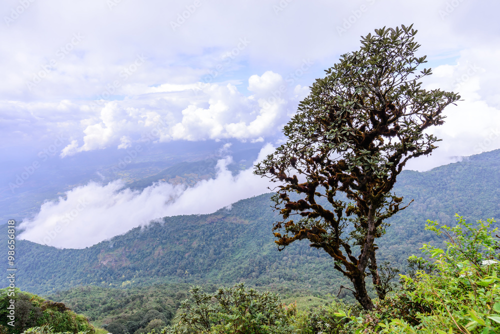 Fototapeta premium Azalea Rhododendron tree at Doi Inthanon National Park in Chiang Mai, Thailand.