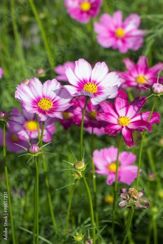 Beautiful colorful winter Flowers