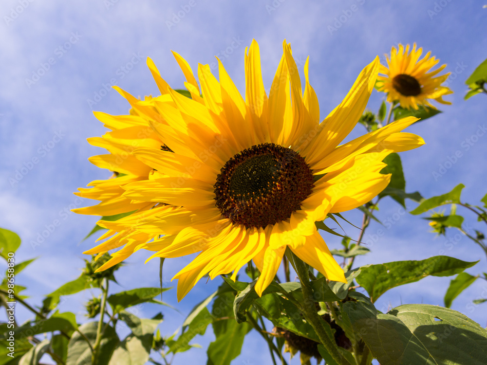 Sunflowers Against a Blue Sky