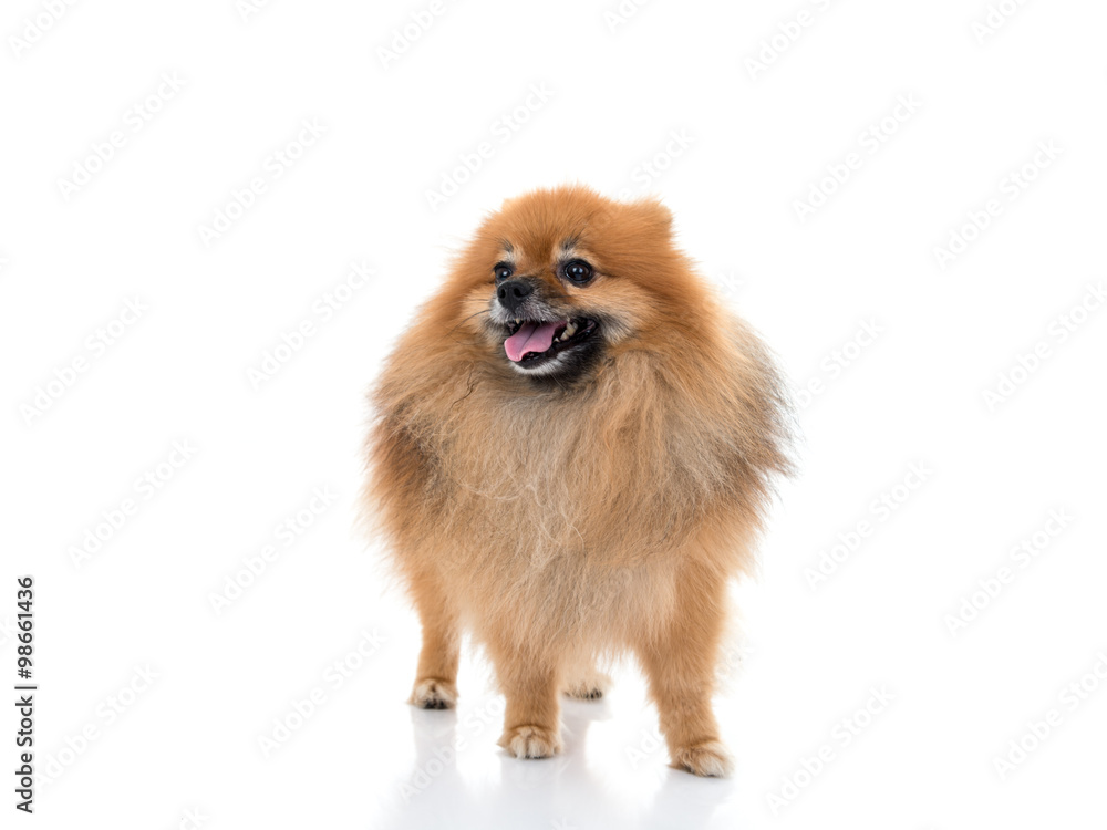 pomeranian dog stading on isolated background